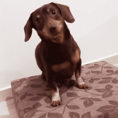 Óreo, Dachshund de 9 anos